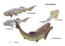 Plourdosteus speciesDB15 2.jpg