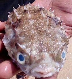 Porcupinefish2.jpg