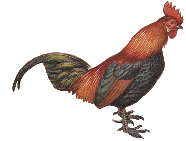 File:Red Junglefowl by George Edward Lodge white background.png