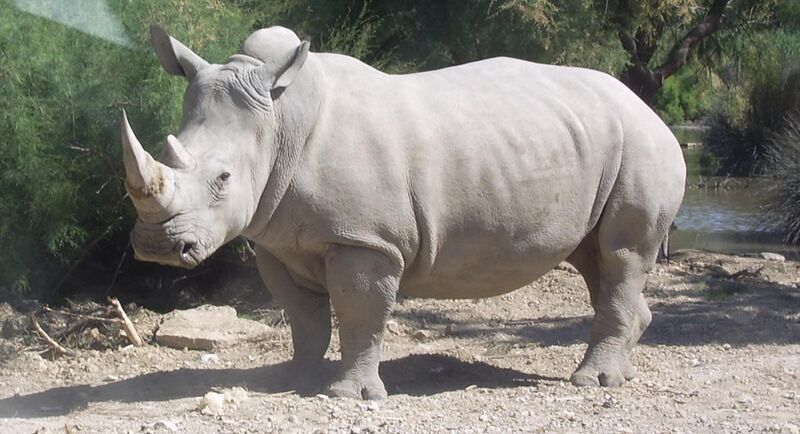 File:Rhinocéros blanc JHE.jpg