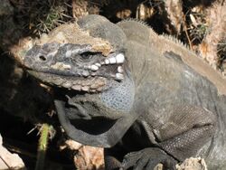 Rhinocerous iguana Cyclura cornuta no.2.jpg