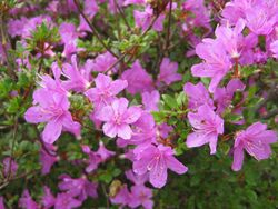 Rhododendron kiusianum in Ebino.jpg