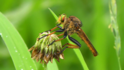Robber fly (Cophinopoda chinensis).png
