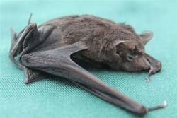 Seychelles sheath-tailed bat - dead.jpg