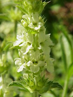 Sideritis scoridioides0.jpg