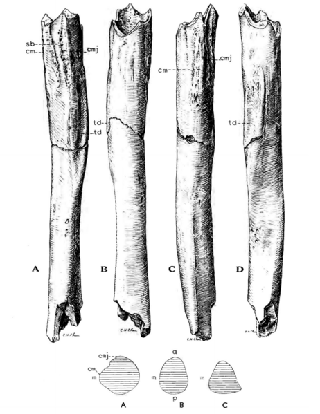 File:Sinanthropus Humerus II.png