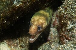 Slendertail moray at night.jpg