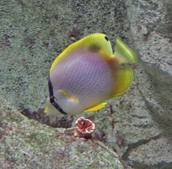 Spotfin butterflyfish.jpg