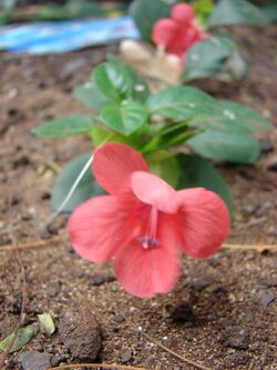 Starr 070123-3714 Barleria repens.jpg