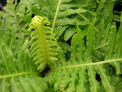 Starr 080117-1731 Blechnum gibbum.jpg