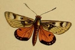 Synemon gratiosa Westwood 1877.png