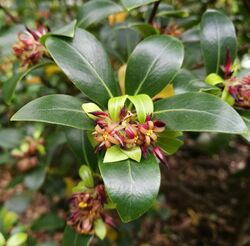 Tāwhiri karo, Pittosporum cornifolium at Percy Scenic Reserve 7-16.jpg