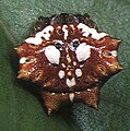 Gasteracantha.mammosa.female.4.-.tanikawa.jpg