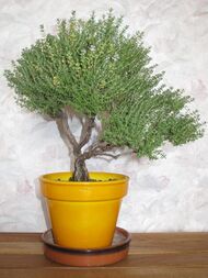 Thymus bonsai.jpg