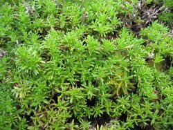 Thymus caespititius (Leafs).jpg