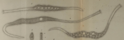 Trachelocerca phoenicopterus drawing by Cohn, 1866.png