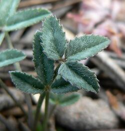Trifolium gymnocarpon var plummerae 3.jpg