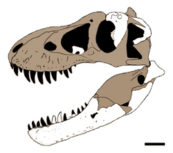 Tyrannosaurus mcraeensis (skull reconstruction)-clean.png