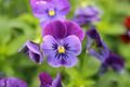 Viola cornuta Penny Deep Blue 2zz.jpg