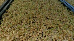 Wheatgrass (Triticum aestivum) 1.jpg