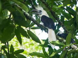 White-crowned Hornbill (14839739067).jpg