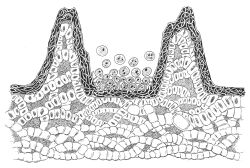 Winfrenatia reticulata reconstrucción.jpg