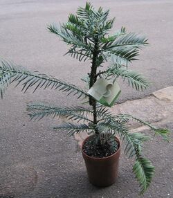 Wollemia nobilis sapling.jpg