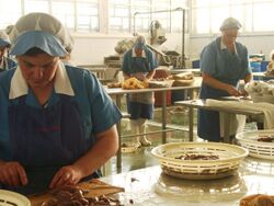 Workers handling anchovies.jpg