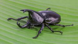 Xylotrupes socrates (Siamese rhinoceros beetle).jpg