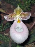 硬葉兜蘭 Paphiopedilum micranthum -香港動植物公園 Hong Kong Botanical Garden- (9252404867).jpg