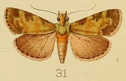 031-Stericta subviridalis Kenrick, 1907.JPG