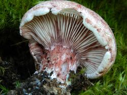 2011-10-09 Hygrophorus russula (Schaeff.) Kauffman 175022.jpg