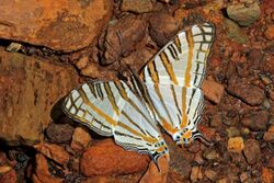African map butterfly (Cyrestis camillus camillus).jpg