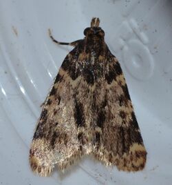 Aglossa caprealis - Stored Grain Moth (14198902860).jpg