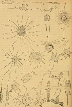 Algen I. (Schizophyceen, Flagellaten, Peridineen) (1910) (17950796051).jpg