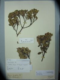 An image of a specimen of the Alyxia buxifolia shrub. The specimen is of a branch that ends in densely packed leaves. The leaves range from obovate to elliptical in shape.
