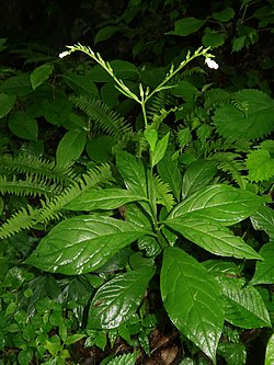 Photograph of the plant with flowers, growing in the wild