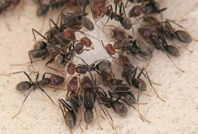 File:Ants eating01.jpg