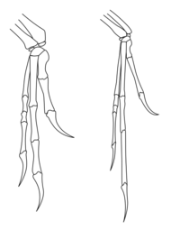 Outline of bones in forelimbs of Deinonychus and Archaeopteryx; both have two fingers and an opposed claw with very similar layout, although Archaeopteryx has thinner bones
