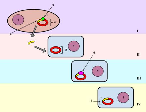 File:Bacterial Transformation.svg