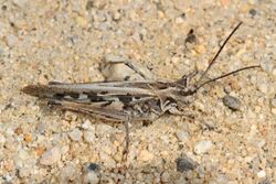 Band-winged Grasshopper - Metator nevadensis, Calpine, California.jpg
