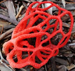 Basket stinkhorn rotated and close cropped.jpg