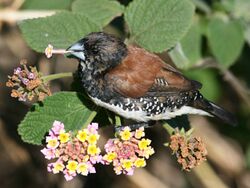 Black-and-white Mannikin (Lonchura bicolor).jpg