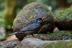 Black Bulbul 0A2A0215.jpg