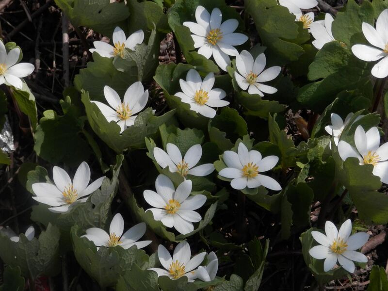 File:Bloodroot (Sanguinaria canadensis) - Guelph.jpg