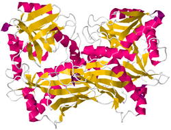 Branched Chain Aminotransferase.png
