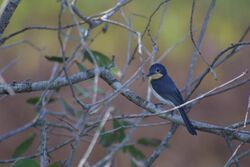 Broad billed flycatcher1.jpg