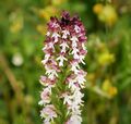 Burnt-tip Orchid Neotinea ustulata (31037995588).jpg