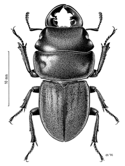 COLE Lucanidae Geodorcus auriculatus m.png