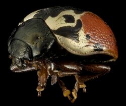 Calligrapha rowena 2014-07-01-15.18.02 ZS PMax (14598704773).jpg